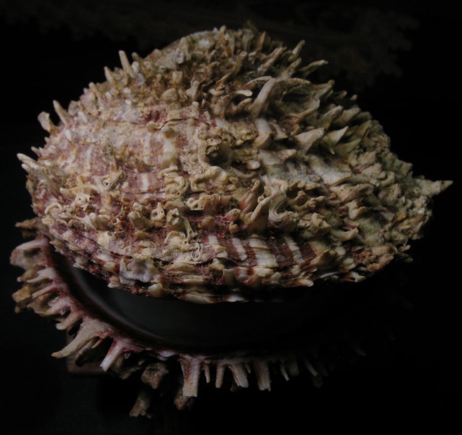 Spondylus spinosus (Schreibers, 1793)